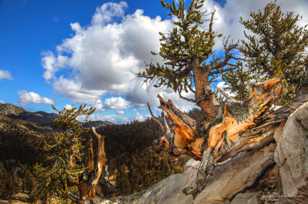 Bristlecone Pines-9112